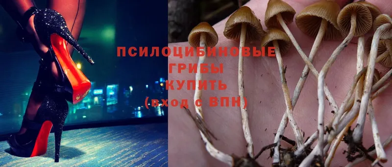 Псилоцибиновые грибы Psilocybine cubensis  магазин    Магас 